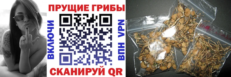 Псилоцибиновые грибы Cubensis  Новоалтайск 